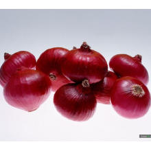 New Crop High Quality for Exporting Red Onion